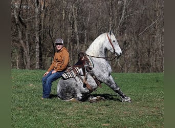 Quarter horse américain, Hongre, 12 Ans, 157 cm, Gris pommelé