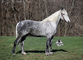Quarter horse américain, Hongre, 12 Ans, 157 cm, Gris pommelé