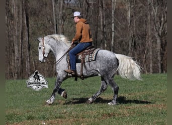 Quarter horse américain, Hongre, 12 Ans, 157 cm, Gris pommelé