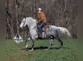 Quarter horse américain, Hongre, 12 Ans, 157 cm, Gris pommelé