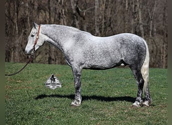 Quarter horse américain, Hongre, 12 Ans, 157 cm, Gris pommelé