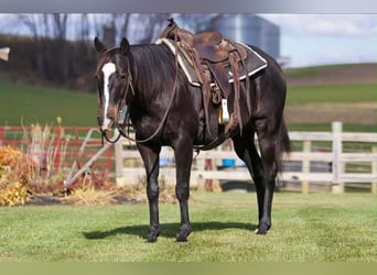 Quarter horse américain, Hongre, 12 Ans, 157 cm, Noir