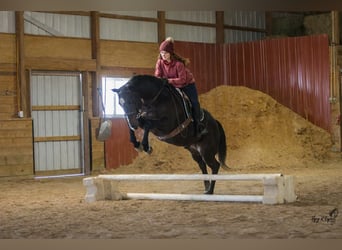 Quarter horse américain, Hongre, 12 Ans, 157 cm, Noir