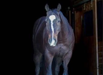 Quarter horse américain, Hongre, 12 Ans, 157 cm, Noir