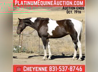 Quarter horse américain, Hongre, 12 Ans, 157 cm, Noir