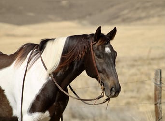Quarter horse américain, Hongre, 12 Ans, 157 cm, Noir