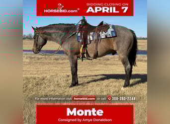 Quarter horse américain, Hongre, 12 Ans, 157 cm, Roan-Bay