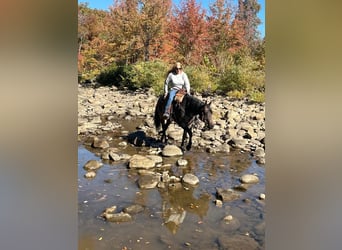 Quarter horse américain, Hongre, 12 Ans, 157 cm, Roan-Bay