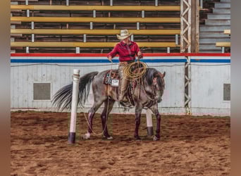 Quarter horse américain, Hongre, 12 Ans, 157 cm, Roan-Bay