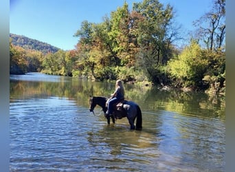 Quarter horse américain, Hongre, 12 Ans, 157 cm, Roan-Bay