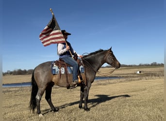 Quarter horse américain, Hongre, 12 Ans, 157 cm, Roan-Bay