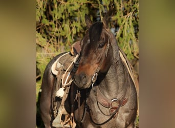 Quarter horse américain, Hongre, 12 Ans, 157 cm, Roan-Bay