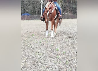 Quarter horse américain, Hongre, 12 Ans, 160 cm, Alezan