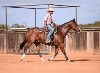 Quarter horse américain, Hongre, 12 Ans, 160 cm, Bai cerise