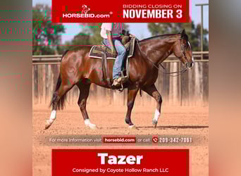 Quarter horse américain, Hongre, 12 Ans, 160 cm, Bai cerise