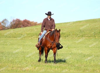 Quarter horse américain, Hongre, 12 Ans, 160 cm, Bai cerise