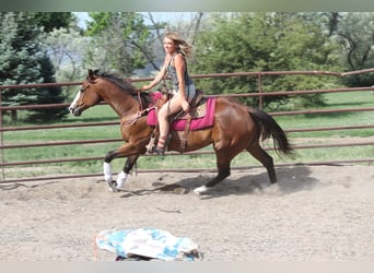 Quarter horse américain, Hongre, 12 Ans, 160 cm, Bai cerise