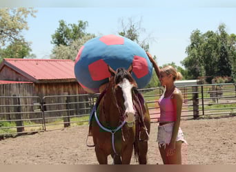 Quarter horse américain, Hongre, 12 Ans, 160 cm, Bai cerise