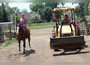 Quarter horse américain, Hongre, 12 Ans, 160 cm, Bai cerise