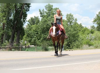 Quarter horse américain, Hongre, 12 Ans, 160 cm, Bai cerise