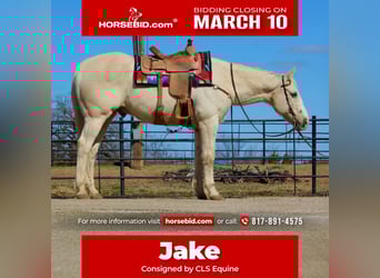 Quarter horse américain, Hongre, 12 Ans, 160 cm, Palomino