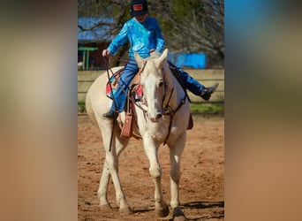 Quarter horse américain, Hongre, 12 Ans, 160 cm, Palomino