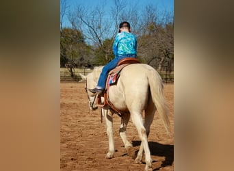 Quarter horse américain, Hongre, 12 Ans, 160 cm, Palomino