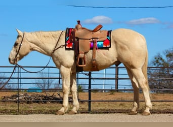 Quarter horse américain, Hongre, 12 Ans, 160 cm, Palomino