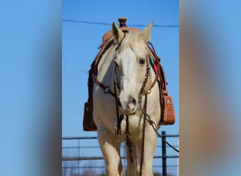 Quarter horse américain, Hongre, 12 Ans, 160 cm, Palomino