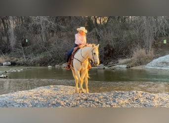 Quarter horse américain, Hongre, 12 Ans, 160 cm, Palomino