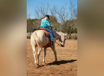 Quarter horse américain, Hongre, 12 Ans, 160 cm, Palomino