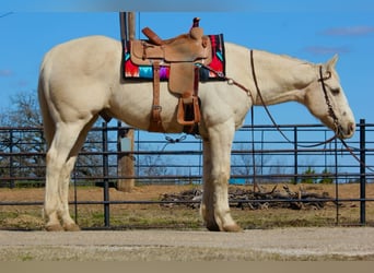 Quarter horse américain, Hongre, 12 Ans, 160 cm, Palomino