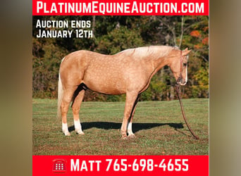 Quarter horse américain, Hongre, 12 Ans, 160 cm, Palomino