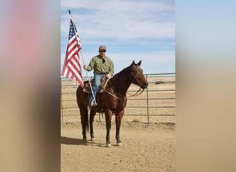 Quarter horse américain, Hongre, 12 Ans, 160 cm, Roan-Bay
