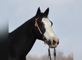 Quarter horse américain, Hongre, 12 Ans, 160 cm, Tobiano-toutes couleurs