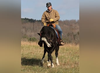 Quarter horse américain, Hongre, 12 Ans, 160 cm, Tobiano-toutes couleurs
