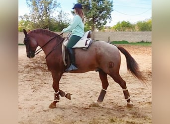 Quarter horse américain Croisé, Hongre, 12 Ans, 162 cm, Rouan Rouge