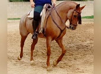 Quarter horse américain Croisé, Hongre, 12 Ans, 162 cm, Rouan Rouge