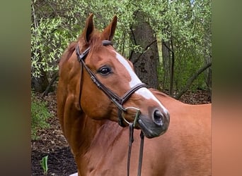Quarter horse américain, Hongre, 12 Ans, 163 cm, Alezan cuivré