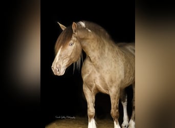 Quarter horse américain, Hongre, 12 Ans, 163 cm, Champagne