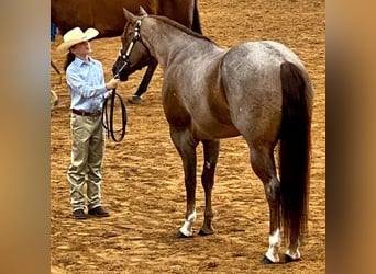 Quarter horse américain, Hongre, 12 Ans, 163 cm, Rouan Rouge
