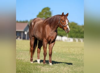 Quarter horse américain, Hongre, 12 Ans, 163 cm, Rouan Rouge