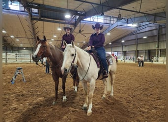 Quarter horse américain, Hongre, 12 Ans, 163 cm, Rouan Rouge