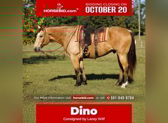 Quarter horse américain, Hongre, 12 Ans, 168 cm, Buckskin