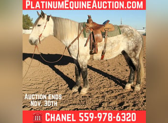 Quarter horse américain, Hongre, 12 Ans, 168 cm, Gris pommelé