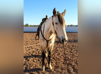 Quarter horse américain, Hongre, 12 Ans, 168 cm, Gris pommelé