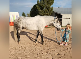 Quarter horse américain, Hongre, 12 Ans, 168 cm, Gris pommelé