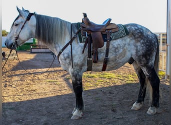 Quarter horse américain, Hongre, 12 Ans, 168 cm, Gris pommelé