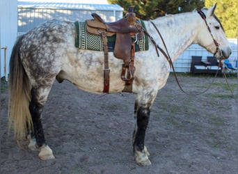 Quarter horse américain, Hongre, 12 Ans, 168 cm, Gris pommelé
