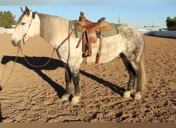 Quarter horse américain, Hongre, 12 Ans, 168 cm, Gris pommelé